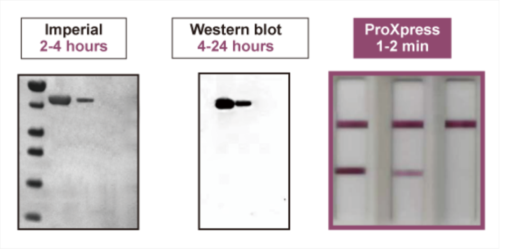 ProXpress蛋白快速檢測案例分享