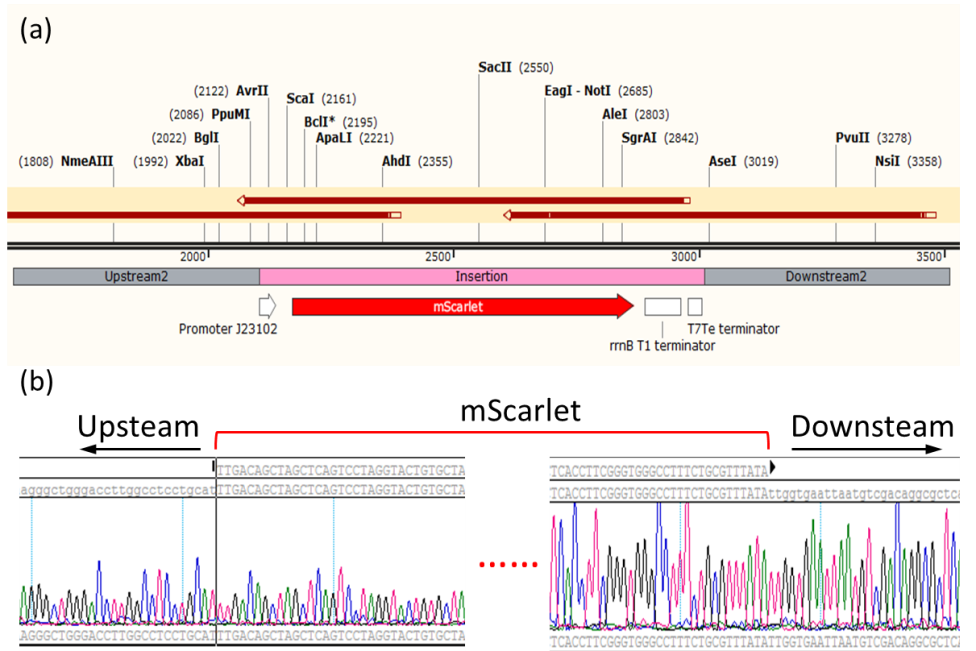 雙質?；蚓庉? /> 
</p>
<p>
	圖2 mScarlet基因敲入后大腸桿菌基因組序列。（a）敲入位點上下游基因圖譜及測序組裝示意圖，（b）敲入位點上下游測序序列峰形圖。
</p>
<p style=